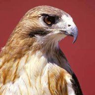 hawks
