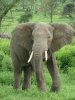 300px-Elephant_near_ndutu.jpg