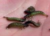 Hydropsychidae_Larva3.jpg