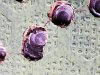 IMG_20201206_134958.jpg