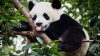 panda-bamboo-1140x641.jpg