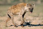 hyena1-e1364050683661.jpg